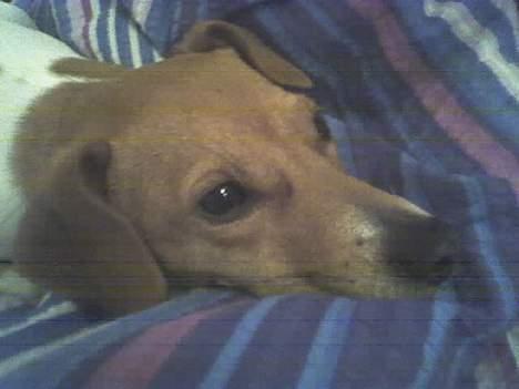 Blanding af racer Sille - Lidt afslapning i min ejers seng, det er lige til at holde ud... billede 4