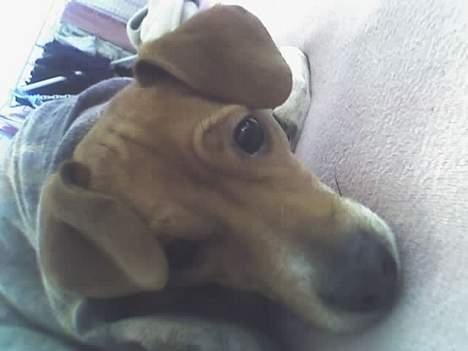 Blanding af racer Sille - Kuk kuk billede 5