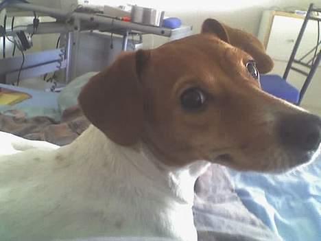 Blanding af racer Sille - Hold så op med at tage billeder af mig... billede 6