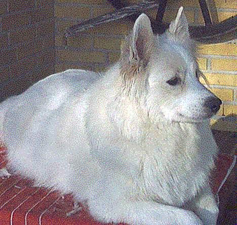 Samojedhund Lady *R.I.B:'( - på dette billed har hun hjalpe derfor kan ser hun lidt tyk ud  ;-) billede 1