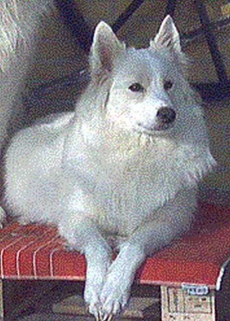 Samojedhund Lady *R.I.B:'( - <<Lady tøsen>> billede 3