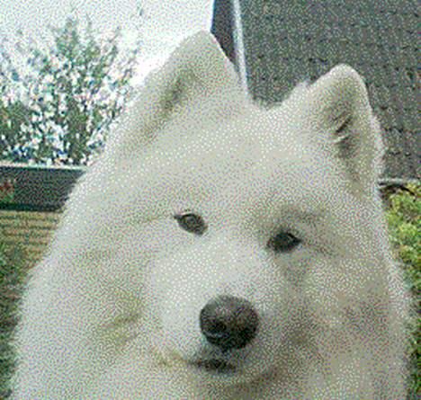Samojedhund samtrail born Nuuk *R.I.B - HEJSA billede 1
