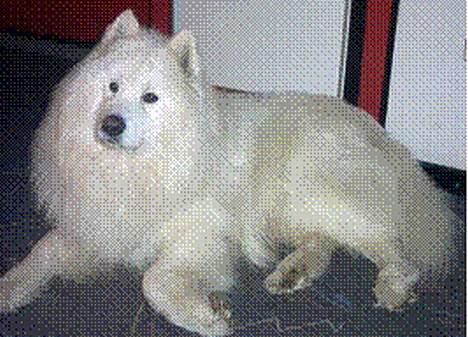 Samojedhund samtrail born Nuuk *R.I.B - hvad har du der...... billede 2