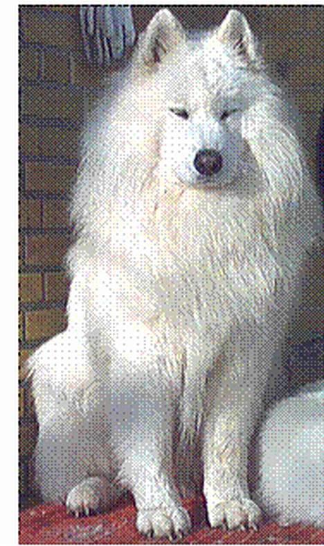 Samojedhund samtrail born Nuuk *R.I.B - AAAAA sol billede 3