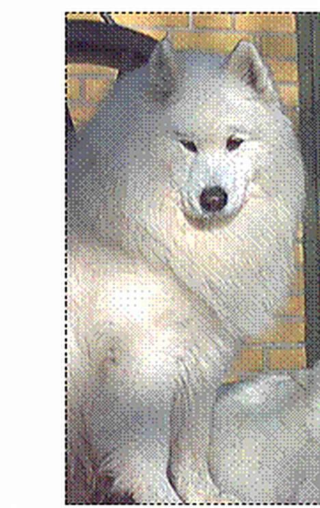 Samojedhund samtrail born Nuuk *R.I.B - FLOT billede 4