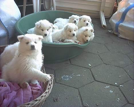 Samojedhund samtrail born Nuuk *R.I.B - det er de hvalpe nuuk blev far til sidste år i 2005--- savne de små bamser--- :-) billede 5