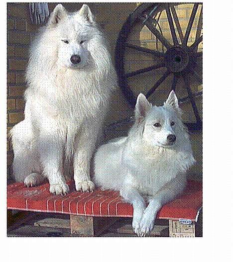 Samojedhund samtrail born Nuuk *R.I.B - FLot par billede 6