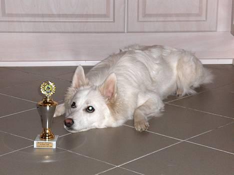 Dansk Spids Freja - Er det beløningen for en dags hårdt slid? Det var bedre med nogle guffer. billede 1