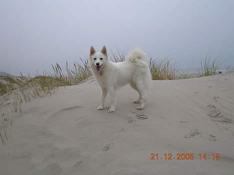 Dansk Spids Freja - Favoritsted nemlig stranden. billede 2