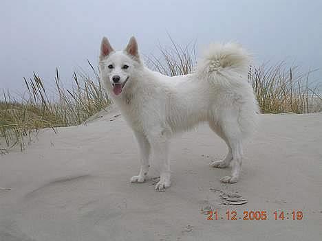 Dansk Spids Freja - Freja i profil. billede 3