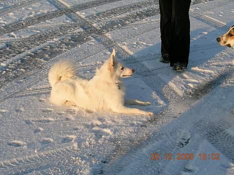 Dansk Spids Freja - Freja. billede 4