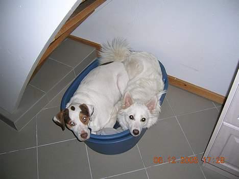 Dansk Spids Freja - Hyggetid. billede 5