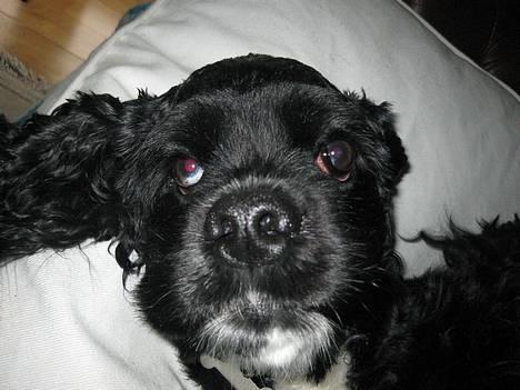 Amerikansk cocker spaniel Zitha - Her er jeg sammen med mine søskende.. det er mig med sokkerne! billede 2