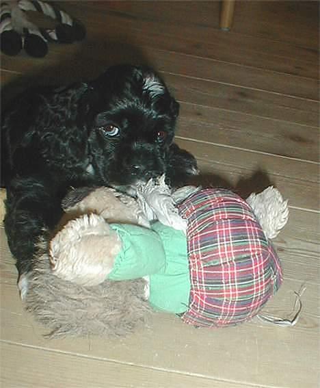 Amerikansk cocker spaniel Zitha - Nammenamme! billede 3