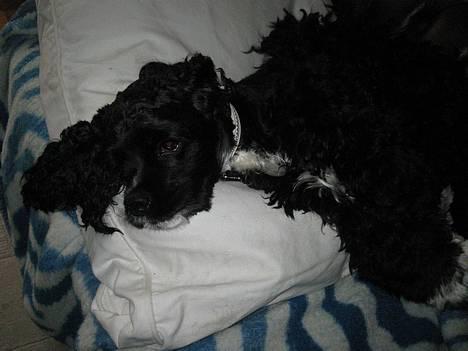 Amerikansk cocker spaniel Zitha - Close-up! billede 4