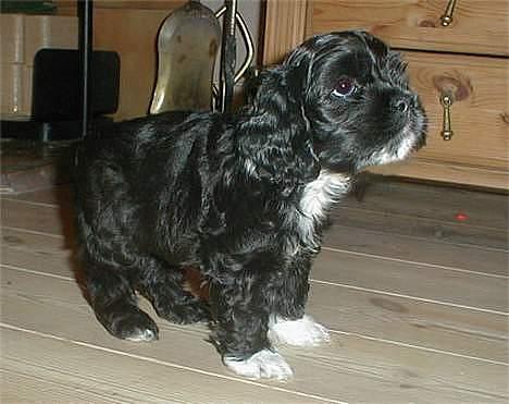 Amerikansk cocker spaniel Zitha - STOPDANS! billede 5