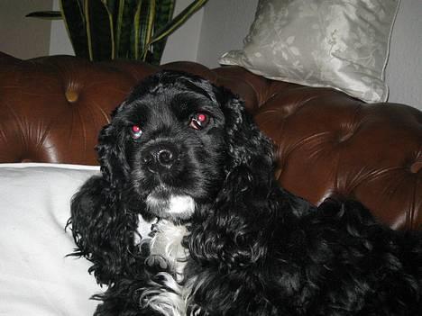 Amerikansk cocker spaniel Zitha - Det er mig :D billede 6