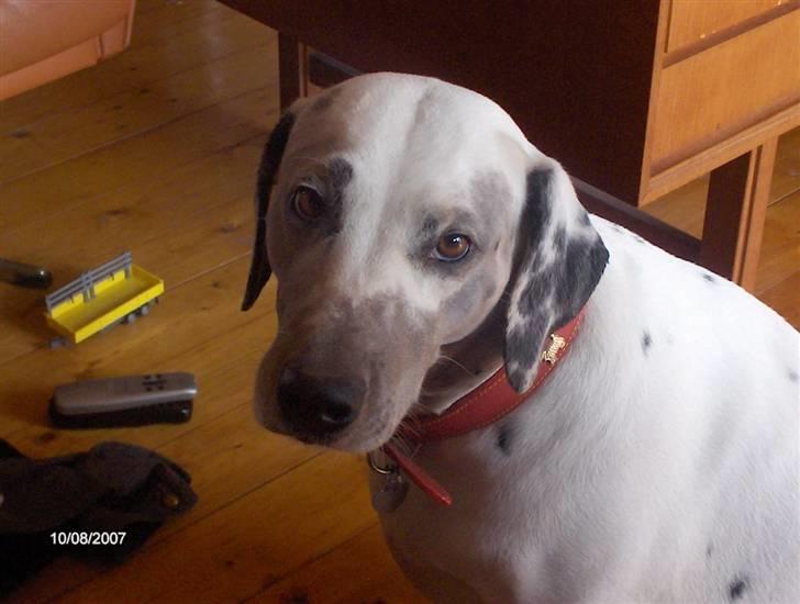 Dalmatiner Perle... Død 03-11-2009 -  Har lige været ude og lege med min gode ven og han tromlede mig i en mudderpøl.. hi hi billede 1