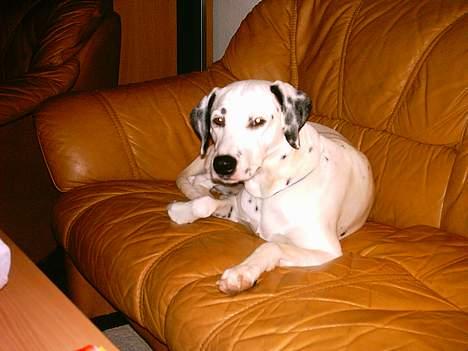 Dalmatiner Perle... Død 03-11-2009 - Slapper bare af... billede 2