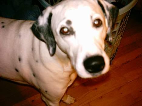 Dalmatiner Perle... Død 03-11-2009 - Ser jeg ikke nuttet ud... billede 3