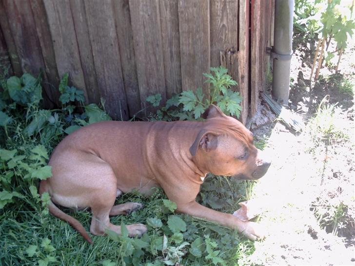 Amerikansk staffordshire terrier odin R.I.P 08/10/08 billede 13