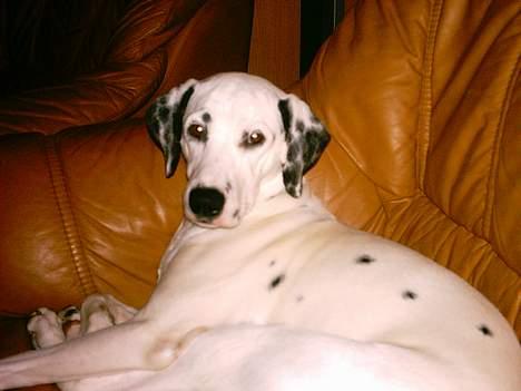 Dalmatiner Perle... Død 03-11-2009 - Nyder bare at kunne ligge og hygge mig i sofaen... billede 4