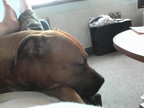 Amerikansk staffordshire terrier odin R.I.P 08/10/08 - Tager mig en lille lur  Zzzz..... billede 14