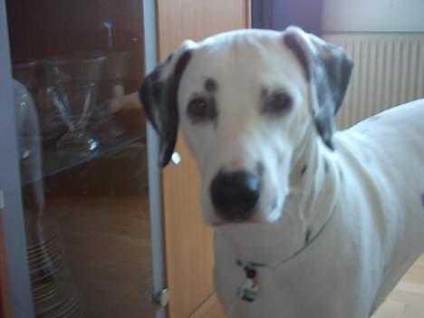 Dalmatiner Perle... Død 03-11-2009 - Synes lige jeg så en kat, må heller kigge efter engang... billede 5