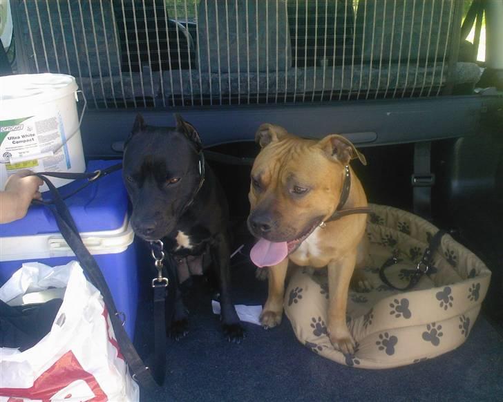 Amerikansk staffordshire terrier odin R.I.P 08/10/08 billede 15