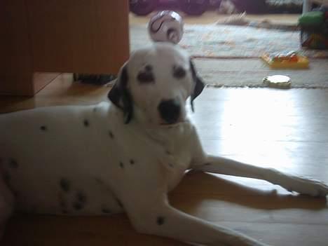 Dalmatiner Perle... Død 03-11-2009 - Ligger lige og håber på at nogen smider en godbid til mig... billede 6