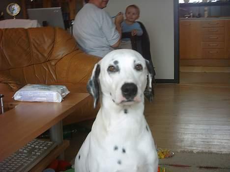 Dalmatiner Perle... Død 03-11-2009 - Sidder bare og tigger lidt... billede 7