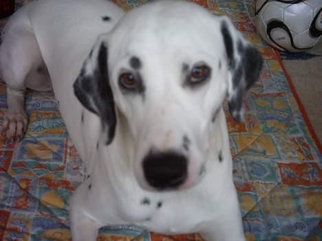 Dalmatiner Perle... Død 03-11-2009 - Venter på at hun går væk med det kamera, kan jo ikke se sød ud hele tiden... billede 8