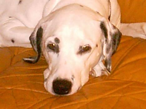 Dalmatiner Perle... Død 03-11-2009 - snupper lige en lille lur inden min formiddagslur... hihi billede 9