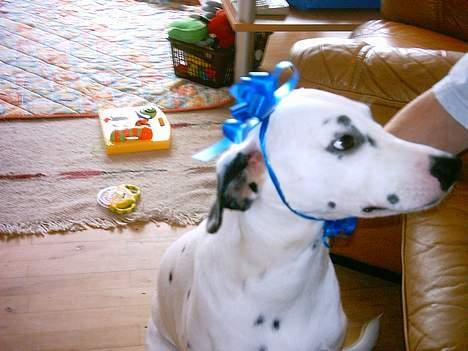 Dalmatiner Perle... Død 03-11-2009 - Som de dumme mennesker dog kan finde på mærkelige ting, men jeg ser nu sød ud alligevel... billede 10