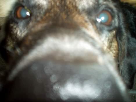 Blanding af racer Victor *R.I.P* - :D billede 1