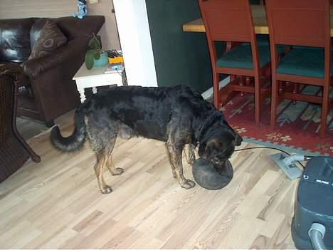 Blanding af racer Victor *R.I.P* - Hans ynglingsbold billede 2