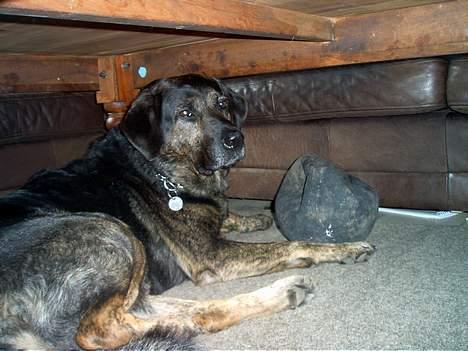 Blanding af racer Victor *R.I.P* - Flot .. billede 3