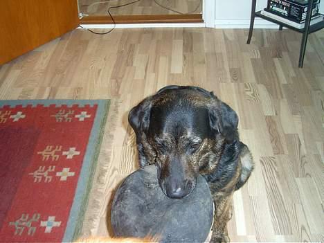 Blanding af racer Victor *R.I.P* - Hehe billede 4