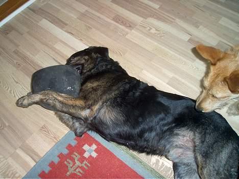 Blanding af racer Victor *R.I.P* - Han er kær billede 5