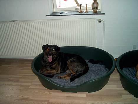 Blanding af racer Victor *R.I.P* - Hans nye kurv.. :P billede 6