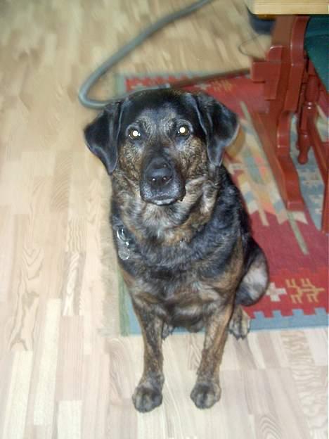 Blanding af racer Victor *R.I.P* - Iiih han er kær billede 7