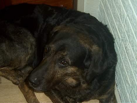 Blanding af racer Victor *R.I.P* - <3 billede 8