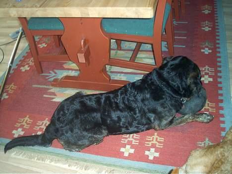 Blanding af racer Victor *R.I.P* billede 9