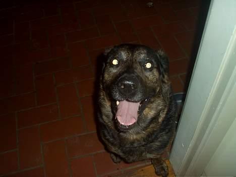 Blanding af racer Victor *R.I.P* billede 10