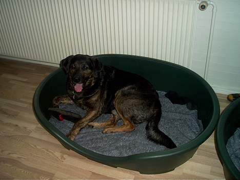 Blanding af racer Victor *R.I.P* billede 11