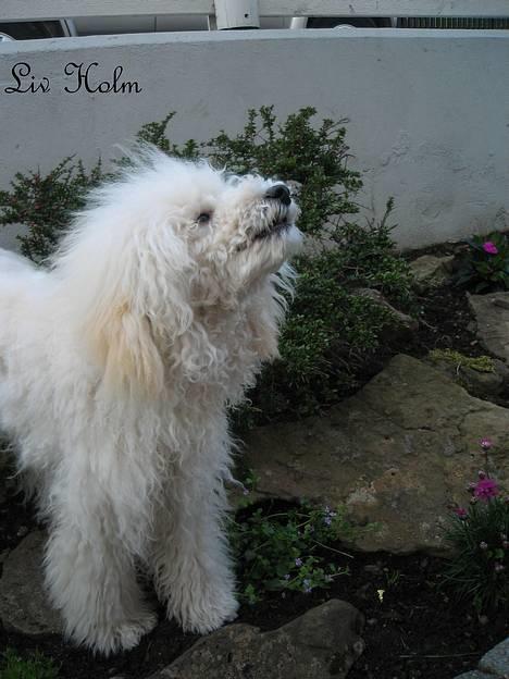 Mellempuddel Snodde billede 5