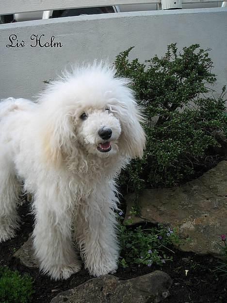 Mellempuddel Snodde billede 6