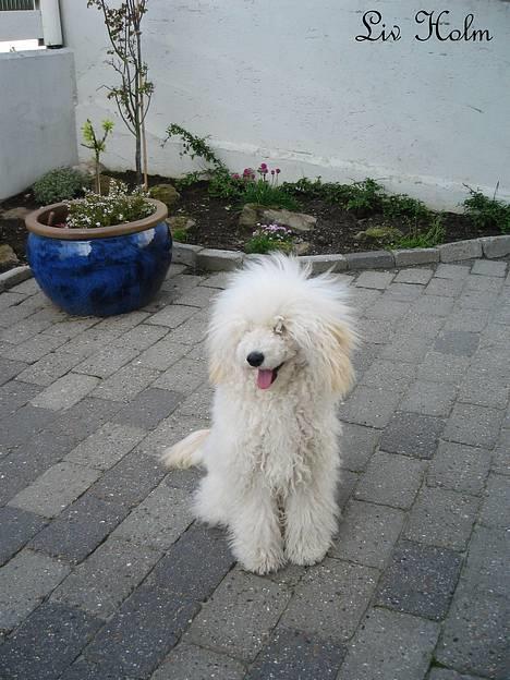 Mellempuddel Snodde billede 7