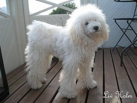 Mellempuddel Snodde billede 8