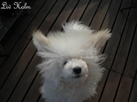 Mellempuddel Snodde billede 9